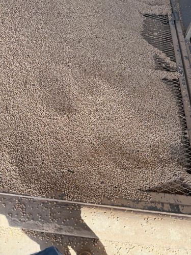 Mexican Chickpeas (Kabuli Type) – Bulk Bagged for Export