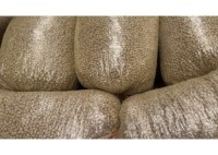 Mexican Chickpeas (Kabuli Type) – Bulk Bagged for Export